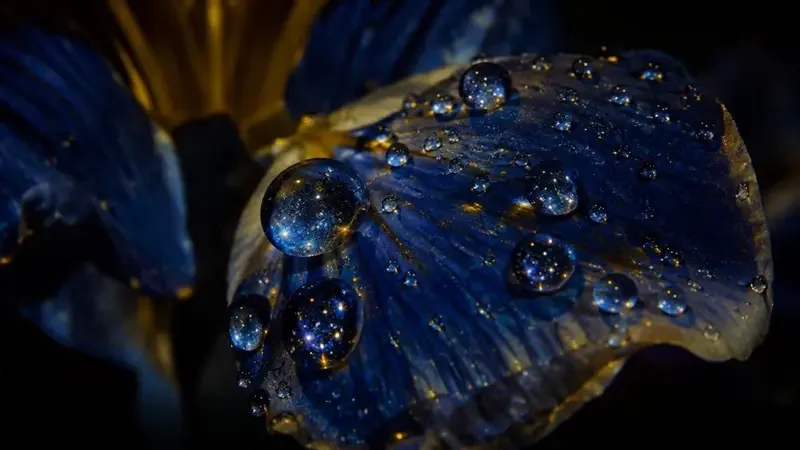 花瓣上的夜露宇宙 横版封面